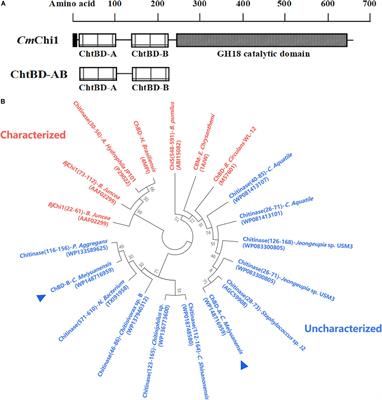 Immobilization and Purification of Enzymes With the Novel Affinity Tag ChBD-AB From Chitinolyticbacter meiyuanensis SYBC-H1